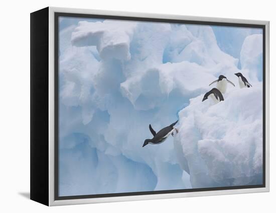 Adelie Penguins, Paulet Island, Antartica, Antarctic-Hugh Rose-Framed Premier Image Canvas