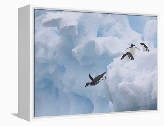 Adelie Penguins, Paulet Island, Antartica, Antarctic-Hugh Rose-Framed Premier Image Canvas
