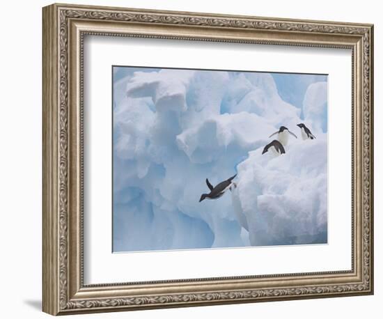 Adelie Penguins, Paulet Island, Antartica, Antarctic-Hugh Rose-Framed Photographic Print