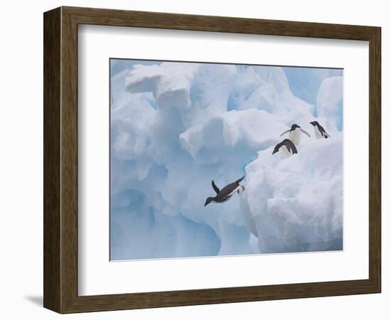 Adelie Penguins, Paulet Island, Antartica, Antarctic-Hugh Rose-Framed Photographic Print