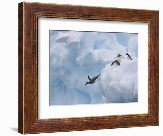 Adelie Penguins, Paulet Island, Antartica, Antarctic-Hugh Rose-Framed Photographic Print