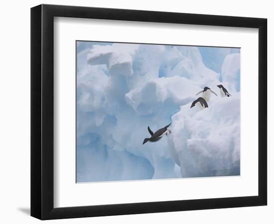 Adelie Penguins, Paulet Island, Antartica, Antarctic-Hugh Rose-Framed Photographic Print