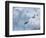 Adelie Penguins, Paulet Island, Antartica, Antarctic-Hugh Rose-Framed Photographic Print