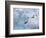 Adelie Penguins, Paulet Island, Antartica, Antarctic-Hugh Rose-Framed Photographic Print