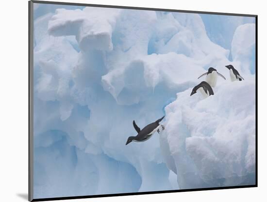 Adelie Penguins, Paulet Island, Antartica, Antarctic-Hugh Rose-Mounted Photographic Print