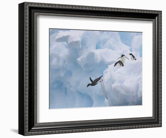 Adelie Penguins, Paulet Island, Antartica, Antarctic-Hugh Rose-Framed Photographic Print