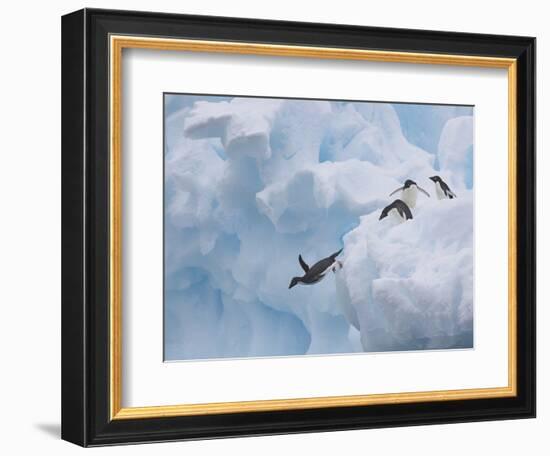 Adelie Penguins, Paulet Island, Antartica, Antarctic-Hugh Rose-Framed Photographic Print