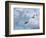 Adelie Penguins, Paulet Island, Antartica, Antarctic-Hugh Rose-Framed Photographic Print