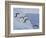 Adelie Penguins, Paulet Island, Antartica, Antarctic-Hugh Rose-Framed Photographic Print