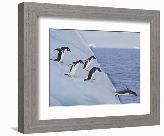 Adelie Penguins, Paulet Island, Antartica, Antarctic-Hugh Rose-Framed Photographic Print