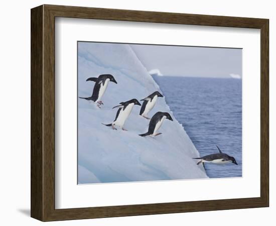 Adelie Penguins, Paulet Island, Antartica, Antarctic-Hugh Rose-Framed Photographic Print