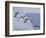 Adelie Penguins, Paulet Island, Antartica, Antarctic-Hugh Rose-Framed Photographic Print