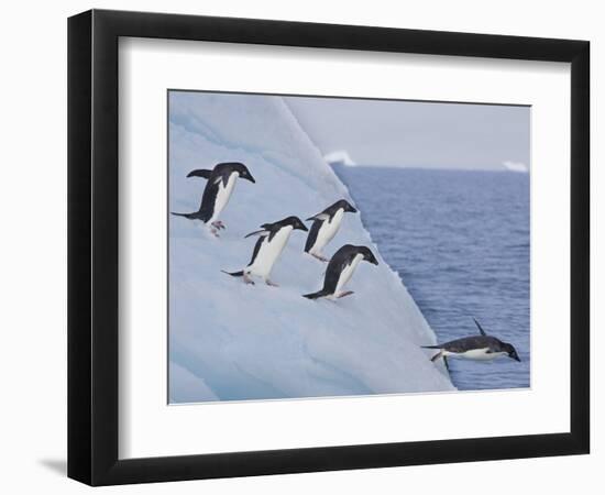 Adelie Penguins, Paulet Island, Antartica, Antarctic-Hugh Rose-Framed Photographic Print