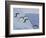 Adelie Penguins, Paulet Island, Antartica, Antarctic-Hugh Rose-Framed Photographic Print