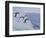 Adelie Penguins, Paulet Island, Antartica, Antarctic-Hugh Rose-Framed Photographic Print