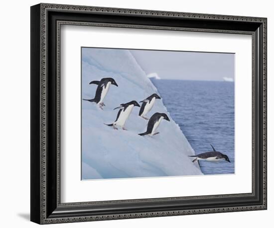 Adelie Penguins, Paulet Island, Antartica, Antarctic-Hugh Rose-Framed Photographic Print