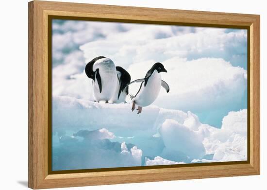 Adelie Penguins (Pygoscelis Adeliae) Antarctica-Ann Manner-Framed Premier Image Canvas