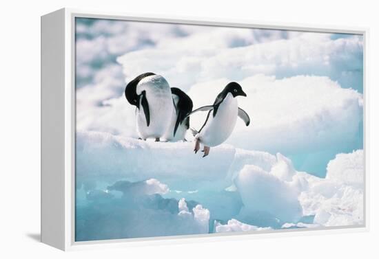 Adelie Penguins (Pygoscelis Adeliae) Antarctica-Ann Manner-Framed Premier Image Canvas