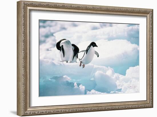 Adelie Penguins (Pygoscelis Adeliae) Antarctica-Ann Manner-Framed Photographic Print