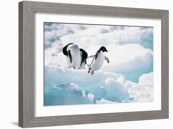 Adelie Penguins (Pygoscelis Adeliae) Antarctica-Ann Manner-Framed Photographic Print