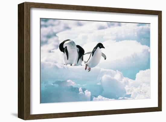 Adelie Penguins (Pygoscelis Adeliae) Antarctica-Ann Manner-Framed Photographic Print