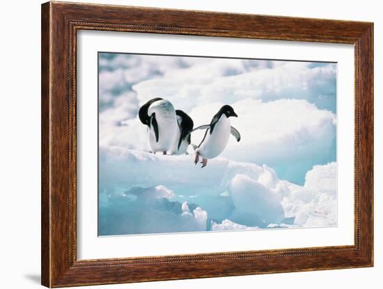 Adelie Penguins (Pygoscelis Adeliae) Antarctica-Ann Manner-Framed Photographic Print