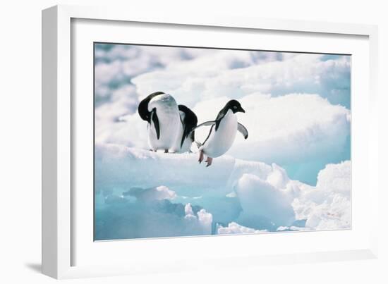 Adelie Penguins (Pygoscelis Adeliae) Antarctica-Ann Manner-Framed Photographic Print