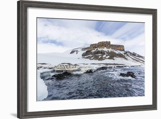 Adelie Penguins (Pygoscelis Adeliae) at Breeding Colony at Brown Bluff, Antarctica, Southern Ocean-Michael Nolan-Framed Photographic Print