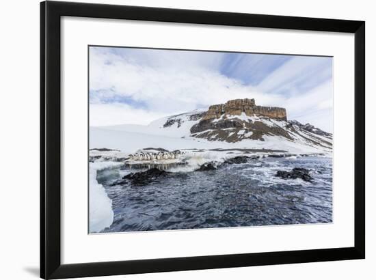 Adelie Penguins (Pygoscelis Adeliae) at Breeding Colony at Brown Bluff, Antarctica, Southern Ocean-Michael Nolan-Framed Photographic Print
