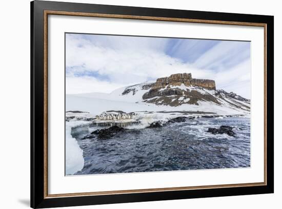 Adelie Penguins (Pygoscelis Adeliae) at Breeding Colony at Brown Bluff, Antarctica, Southern Ocean-Michael Nolan-Framed Photographic Print