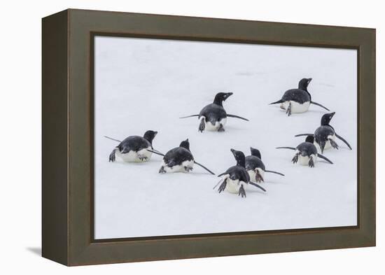 Adelie Penguins (Pygoscelis Adeliae) Tobogganing to the Sea at Brown Bluff-Michael Nolan-Framed Premier Image Canvas