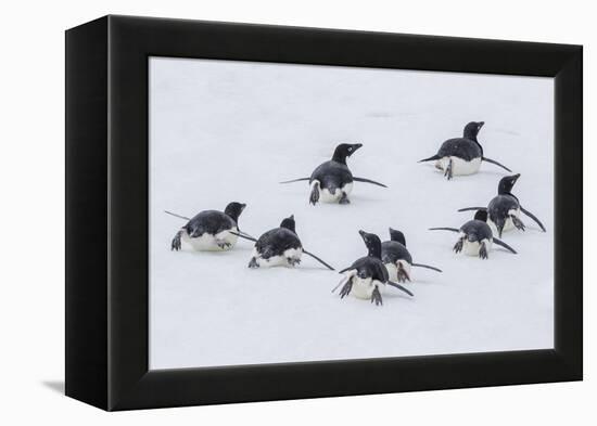 Adelie Penguins (Pygoscelis Adeliae) Tobogganing to the Sea at Brown Bluff-Michael Nolan-Framed Premier Image Canvas