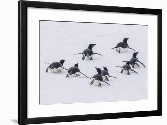 Adelie Penguins (Pygoscelis Adeliae) Tobogganing to the Sea at Brown Bluff-Michael Nolan-Framed Photographic Print