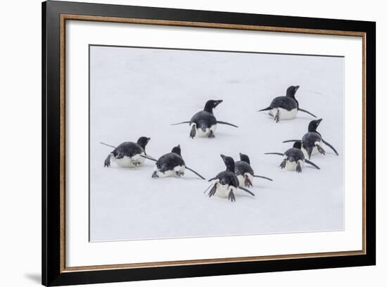 Adelie Penguins (Pygoscelis Adeliae) Tobogganing to the Sea at Brown Bluff-Michael Nolan-Framed Photographic Print