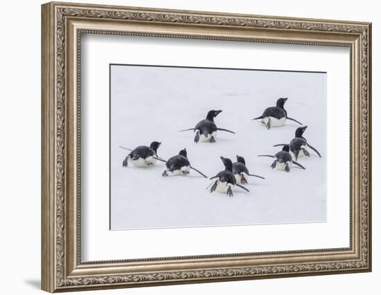 Adelie Penguins (Pygoscelis Adeliae) Tobogganing to the Sea at Brown Bluff-Michael Nolan-Framed Photographic Print