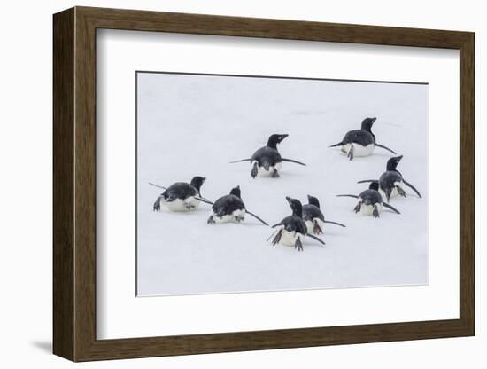 Adelie Penguins (Pygoscelis Adeliae) Tobogganing to the Sea at Brown Bluff-Michael Nolan-Framed Photographic Print