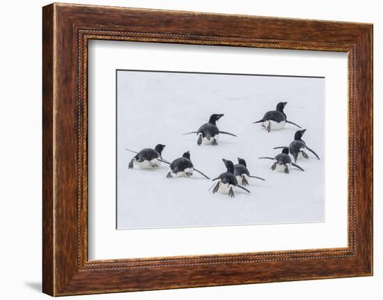 Adelie Penguins (Pygoscelis Adeliae) Tobogganing to the Sea at Brown Bluff-Michael Nolan-Framed Photographic Print