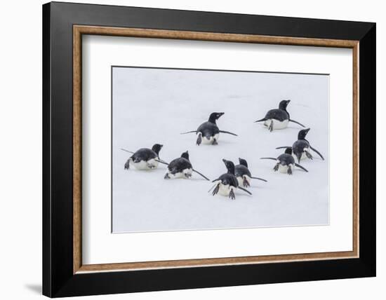 Adelie Penguins (Pygoscelis Adeliae) Tobogganing to the Sea at Brown Bluff-Michael Nolan-Framed Photographic Print