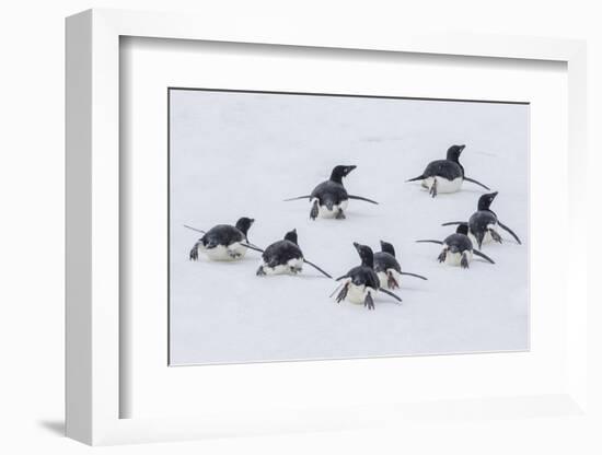 Adelie Penguins (Pygoscelis Adeliae) Tobogganing to the Sea at Brown Bluff-Michael Nolan-Framed Photographic Print