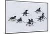 Adelie Penguins (Pygoscelis Adeliae) Tobogganing to the Sea at Brown Bluff-Michael Nolan-Mounted Photographic Print