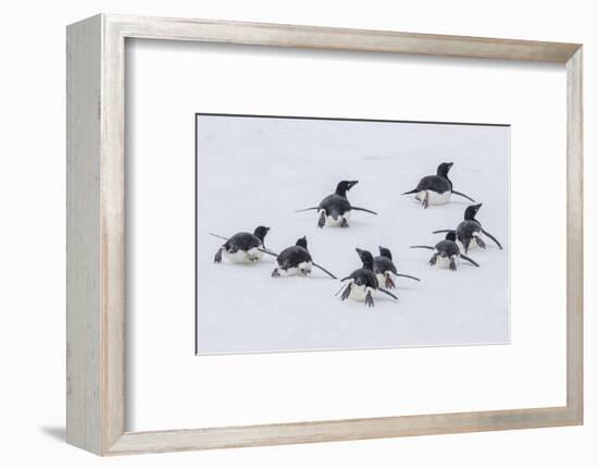 Adelie Penguins (Pygoscelis Adeliae) Tobogganing to the Sea at Brown Bluff-Michael Nolan-Framed Photographic Print