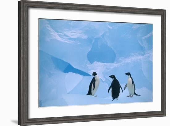 Adelie Penguins Standing on Ice Floe-DLILLC-Framed Photographic Print