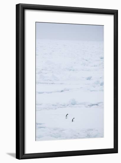 Adelie Penguins Walking along Sea Ice-DLILLC-Framed Photographic Print