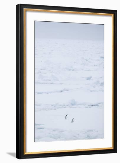 Adelie Penguins Walking along Sea Ice-DLILLC-Framed Photographic Print