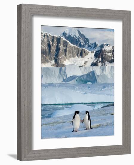 Adelie Penguins, Western Antarctic Peninsula, Antarctica-Steve Kazlowski-Framed Photographic Print