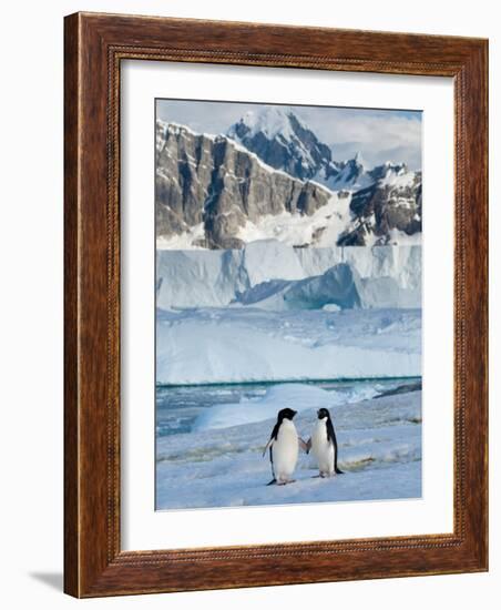 Adelie Penguins, Western Antarctic Peninsula, Antarctica-Steve Kazlowski-Framed Photographic Print