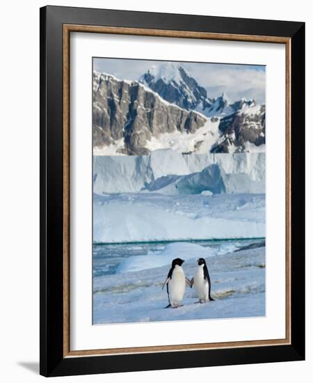 Adelie Penguins, Western Antarctic Peninsula, Antarctica-Steve Kazlowski-Framed Photographic Print