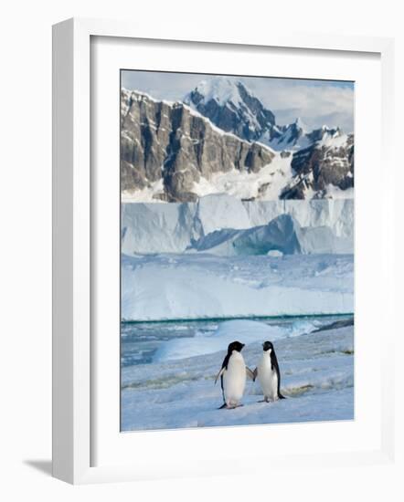 Adelie Penguins, Western Antarctic Peninsula, Antarctica-Steve Kazlowski-Framed Photographic Print