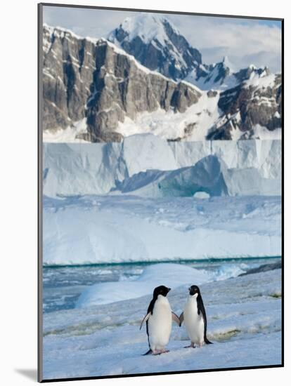 Adelie Penguins, Western Antarctic Peninsula, Antarctica-Steve Kazlowski-Mounted Photographic Print