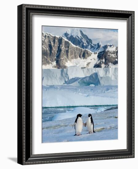 Adelie Penguins, Western Antarctic Peninsula, Antarctica-Steve Kazlowski-Framed Photographic Print